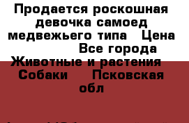 Продается роскошная девочка самоед медвежьего типа › Цена ­ 35 000 - Все города Животные и растения » Собаки   . Псковская обл.